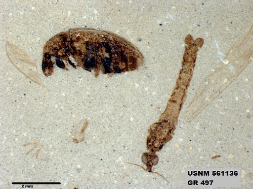 Genus sp
