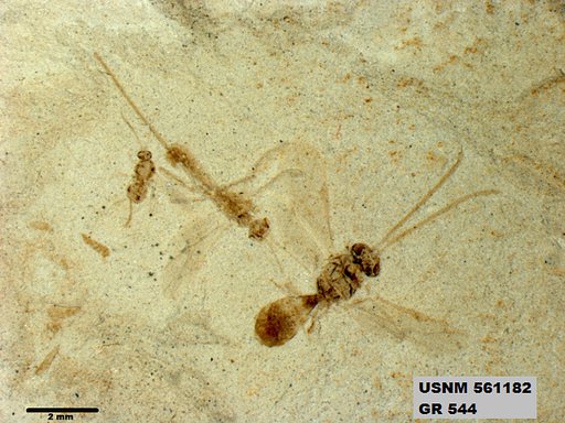 Insecta