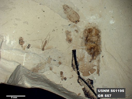 Genus sp