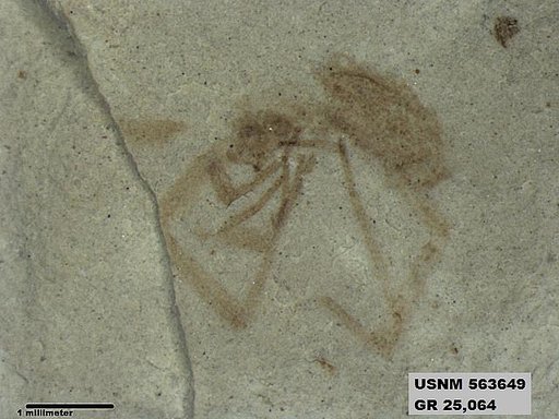 Insecta