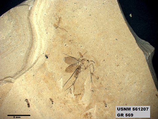 Insecta