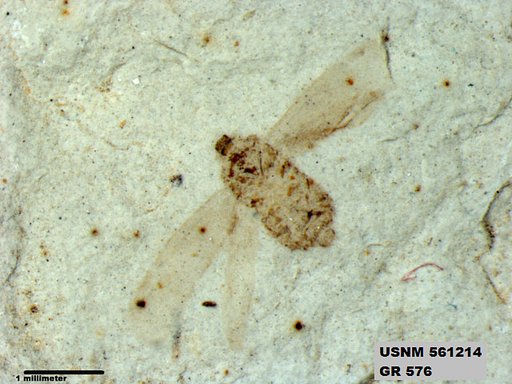 Genus sp