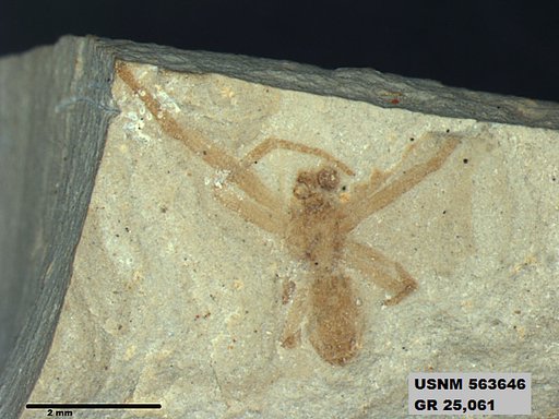 Insecta