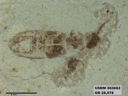 Genus sp