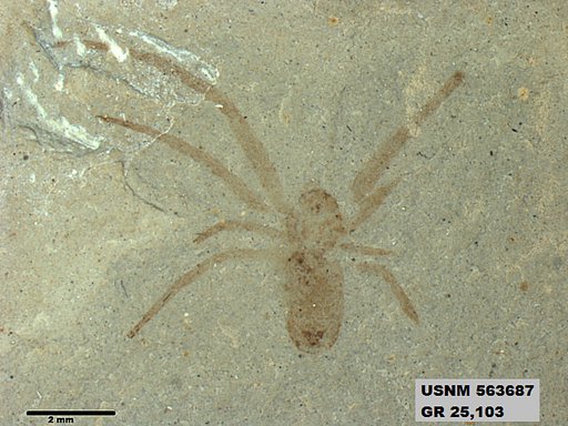 Insecta