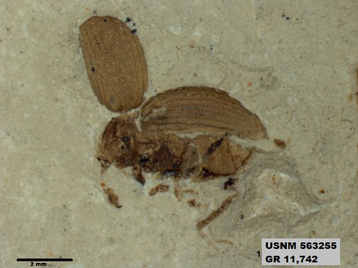 Insecta