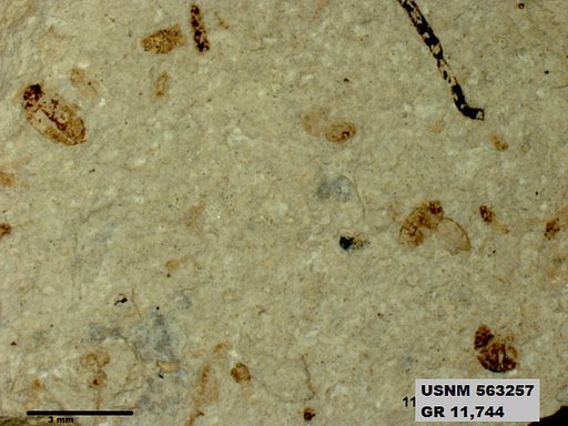 Genus sp