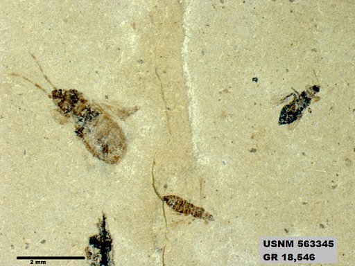 Genus sp