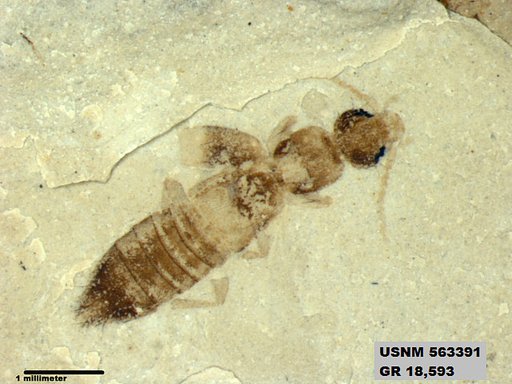 Genus sp