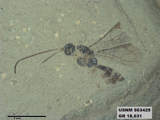 Genus sp