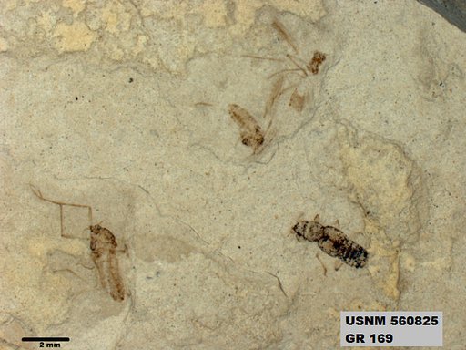 Genus sp