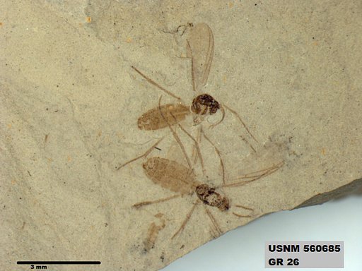 Insecta