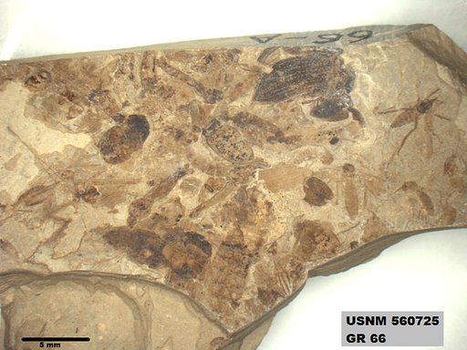 Genus sp