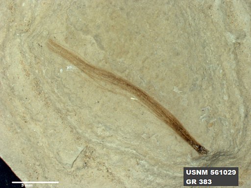 Insecta