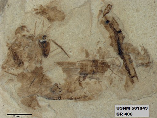 Genus sp