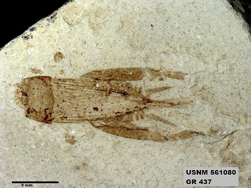 Genus sp