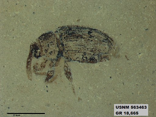 Insecta