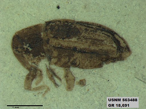 Insecta