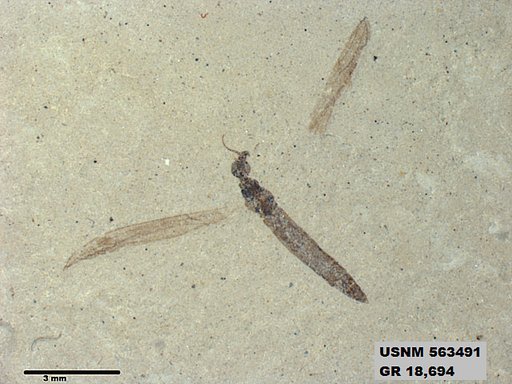 Genus sp