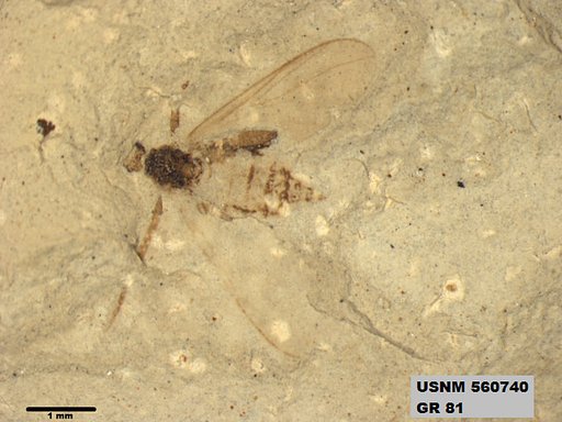 Insecta