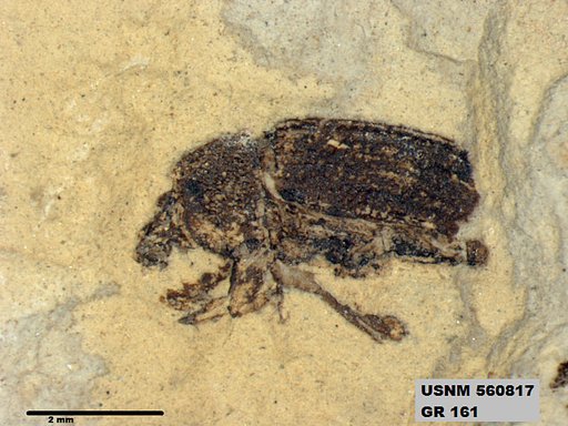 Insecta
