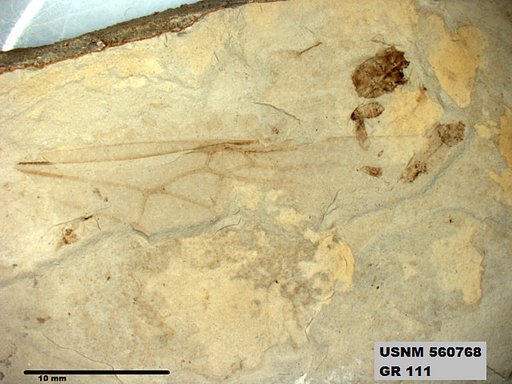 Insecta