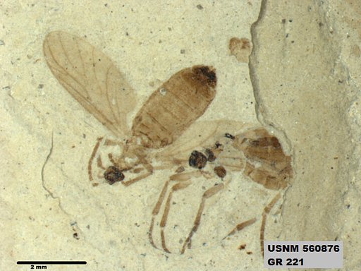 Insecta