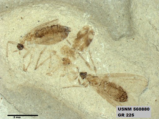 Insecta