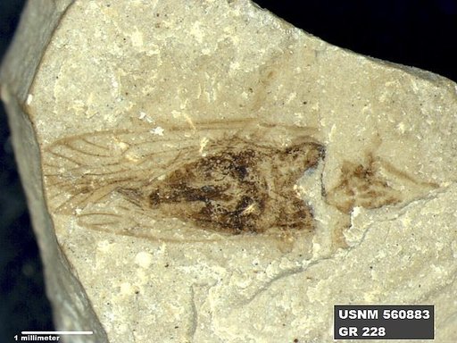 Genus sp