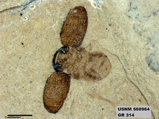 Insecta