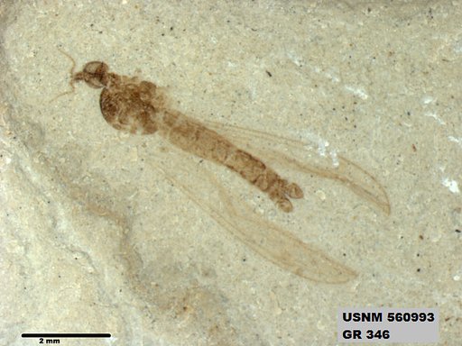Genus sp