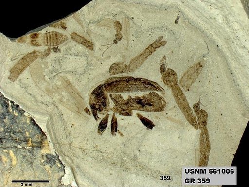 Genus sp
