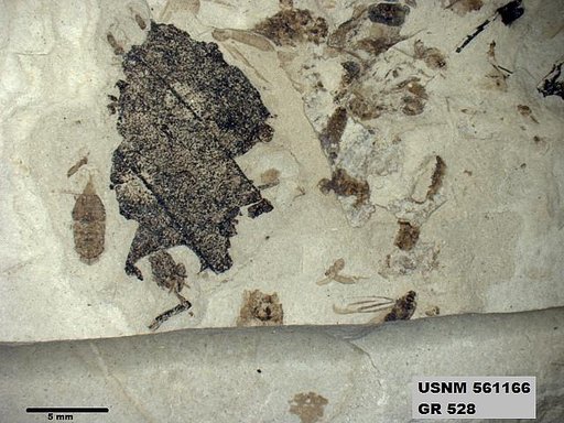 Tipula sp