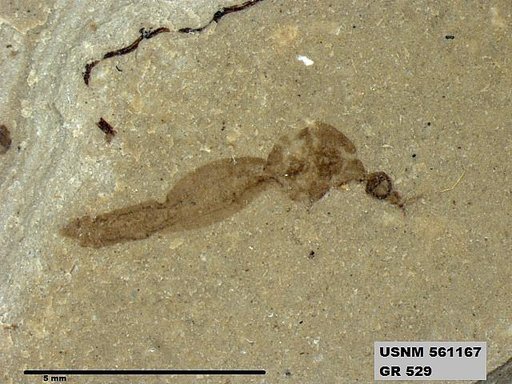 Genus sp