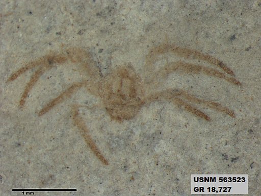 Genus sp