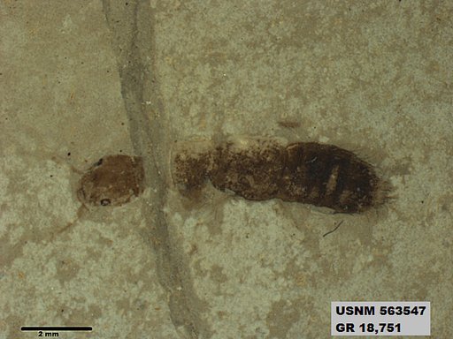Genus sp