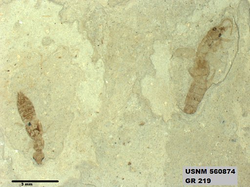 Genus sp