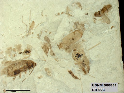 Insecta