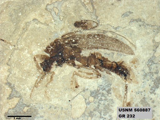 Insecta