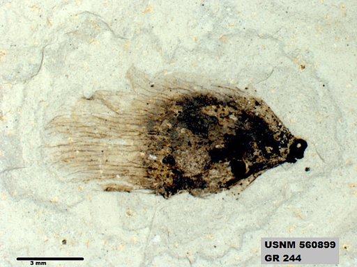 Insecta