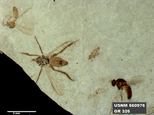 Insecta
