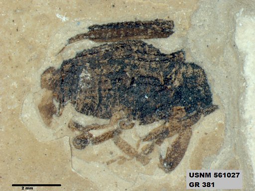 Insecta
