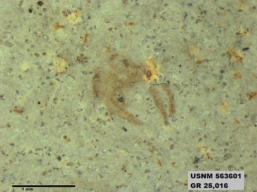 Genus sp