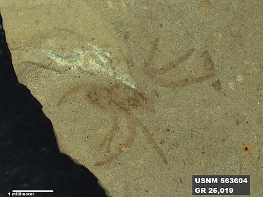 Genus sp
