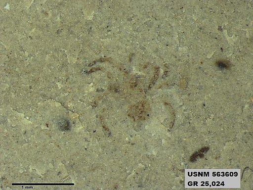 Genus sp