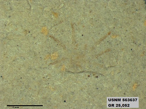 Insecta