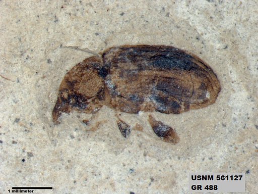Insecta