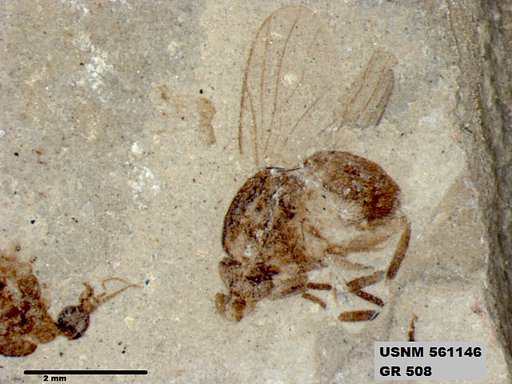 Genus sp