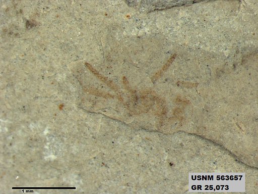 Insecta