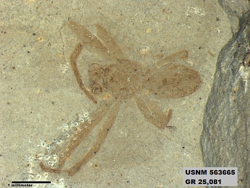 Insecta